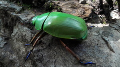 Chrysina macropus