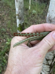 Pyrrosia confluens