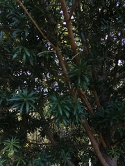 Podocarpus latifolius
