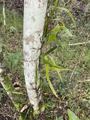 Pyrrosia confluens