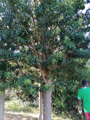 Podocarpus latifolius