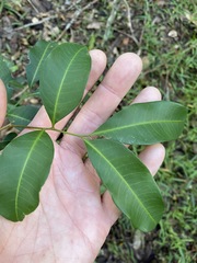 Cupaniopsis parvifolia