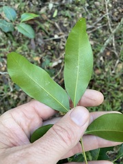 Cupaniopsis parvifolia