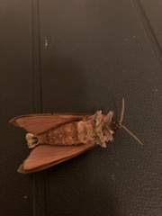 Oxycanus