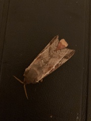 Oxycanus