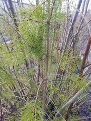 Pinus sylvestris