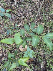 Cupaniopsis parvifolia