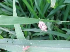 Dolycoris