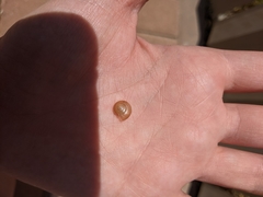 Eopolita protensa