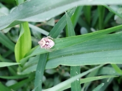 Dolycoris