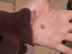 Eopolita protensa