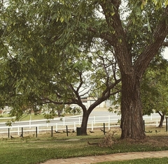 Calyptorhynchus banksii