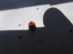 Coccinella septempunctata