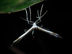 Pterophorus furcatalis