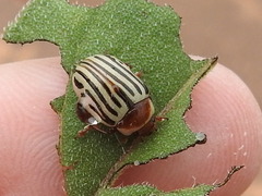 Zygogramma exclamationis