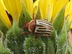 Zygogramma exclamationis