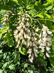 Robinia pseudoacacia