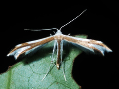 Pterophorus furcatalis