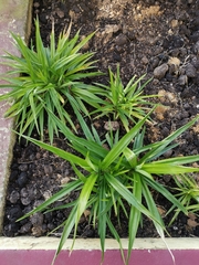 Pandanus amaryllifolius