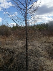 Larix sibirica