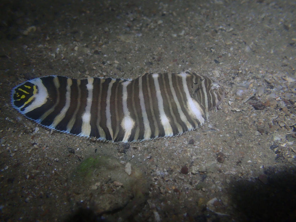 Zebra-tongschar (Zebrias zebrinus) — Soleidae