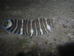 Zebrias zebra