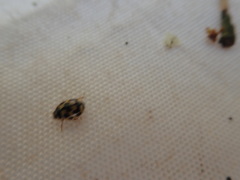 Propylea quatuordecimpunctata