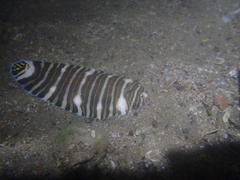Zebrias zebra