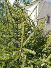 Picea obovata