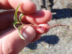 Chamaenerion angustifolium