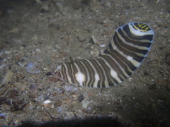 Zebrias zebra
