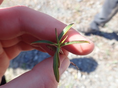 Chamaenerion angustifolium