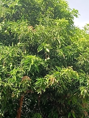 Mangifera indica