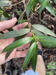 Podocarpus elatus