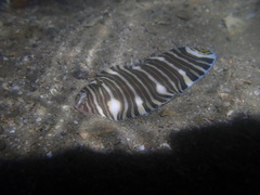 Zebrias zebra