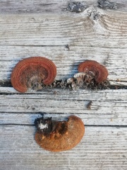 Gloeophyllum sepiarium