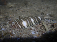 Zebrias zebra