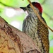 Yellow Goldentail Woodpecker - Photo (c) Peter Vos, some rights reserved (CC BY-NC), uploaded by Peter Vos