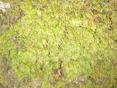 Catharomnion ciliatum