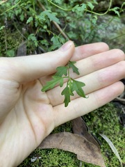Xanthosia