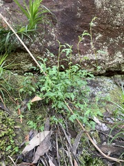 Xanthosia