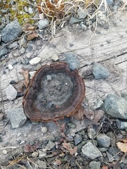 Gloeophyllum sepiarium