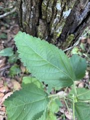 Acalypha nemorum