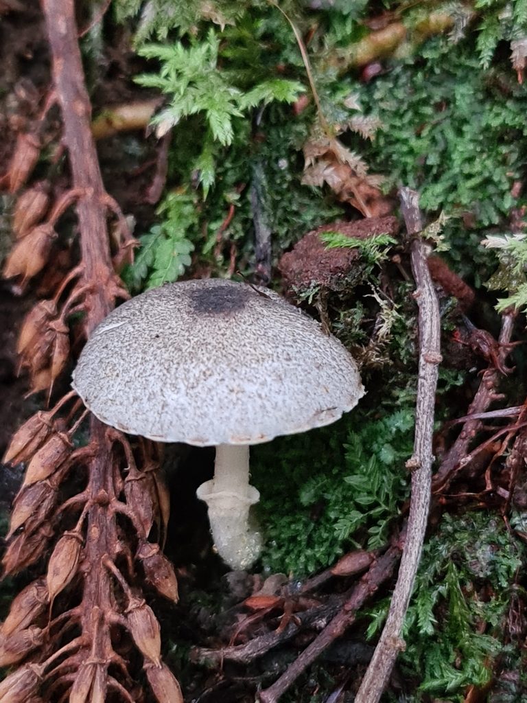 Agaricineae from 5881, New Zealand on May 03, 2021 at 11:41 AM by ...