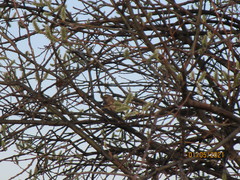 Luscinia svecica svecica