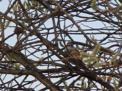 Luscinia svecica svecica