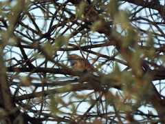 Luscinia svecica svecica
