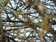 Luscinia svecica svecica
