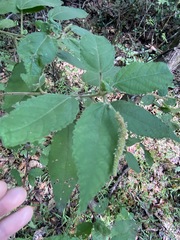Acalypha nemorum