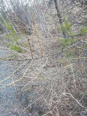 Larix sibirica